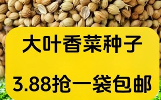 香菜种子有毒吗？（揭秘香菜种子的真相）