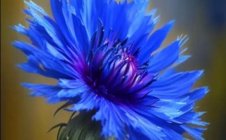 矢车菊开花周期揭秘（了解矢车菊开花时间，轻松栽培）