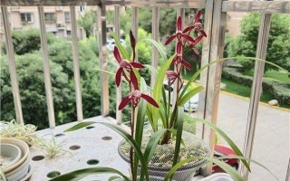 墨兰花香真的有毒吗？（探究墨兰花香的神秘面纱，解开真相！）