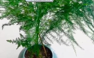 如何让文竹恢复绿意（养护技巧及关键因素）