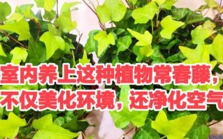 常青藤（探寻常青藤净化空气的秘密，了解其对甲醛的吸附能力）