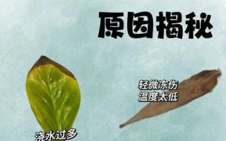 铜钱草冬天黄叶的原因及处理方法（揭秘铜钱草冬季叶片变黄的奥秘，告诉你如何应对）