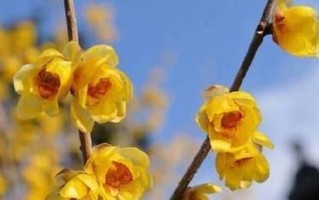 梅花发芽长叶的时机与特点（春季梅花盛开前，发芽长叶的关键期）