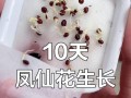 凤仙花发芽死了怎么办（教你挽救凤仙花的生命）