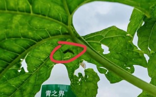苦瓜浇水秘籍（如何掌握苦瓜的浇水时间与量）
