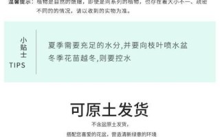 金边吊兰的冬季养护技巧（让你的金边吊兰安心过冬）