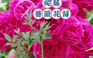 如何成功养殖蔷薇花（蔷薇花的养殖技巧和注意事项）