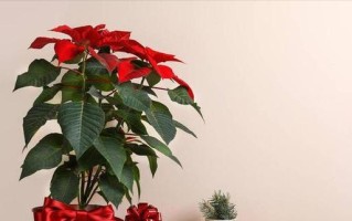 一品红的耐寒温度及其养护技巧（了解一品红的耐寒程度，掌握养护技巧，让你的盆栽更加健康）