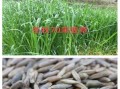 黑麦草的最佳播种时间（掌握播种时间，让黑麦草茁壮成长）