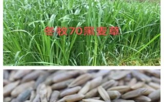 黑麦草的最佳播种时间（掌握播种时间，让黑麦草茁壮成长）