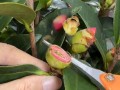 冬天茶花树的养护技巧（让您的茶花树在寒冷的冬天绽放美丽）