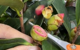 冬天茶花树的养护技巧（让您的茶花树在寒冷的冬天绽放美丽）