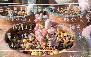 夏天多肉植物的阳光管理策略（如何保护多肉植物在炎热夏天的太阳曝晒）