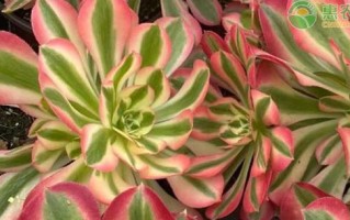 揭秘多肉法师的控形艺术（以奇妙的技巧塑造多肉植物的形态）