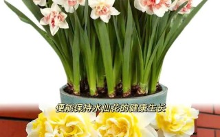 水仙花水培种球烂了怎么办？（教你挽救烂掉的水仙花种球，让它重新绽放光彩！）