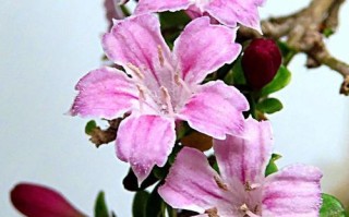 六月雪开花的种植和养护全攻略（种植与养护技巧、花期及观赏效果）