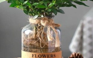 以芷子花怎么养（打造美丽花园，从芷子花开始）