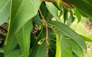 如何催开莲雾花？（时间方法解析，让你的莲雾花开的更美）