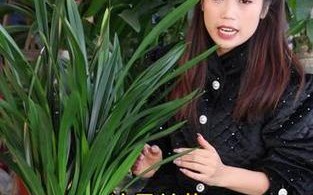 冬季墨兰的科学浇水方法（保护墨兰健康，从正确浇水开始）
