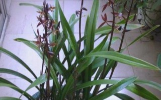 掌握墨兰施肥的诀窍（养护墨兰，科学施肥）