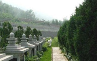 坟地适合种什么树？（了解适宜种植的树种，让坟地更美好）