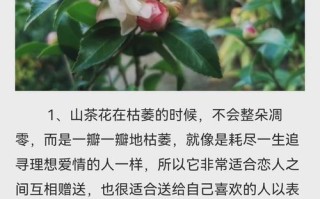 诚信之花——鸢尾花的花语（探寻鸢尾花的花语与诚信主题的联系）