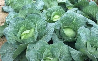 包心菜肥料选择与施肥技巧（全面了解包心菜营养需求，提高产量和品质）