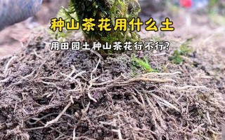 山茶花的种植与养护（山茶花的种植技巧和常见问题解答）