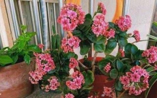 探秘长寿梅的开花时期（长寿梅的花期特点与栽培技巧）