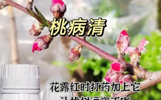 种植时间与生长周期影响桃树生长的研究（桃树生长的关键因素和栽培技巧）