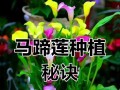 马蹄莲中反了怎么办？（教你解决马蹄莲中反问题的方法）