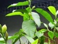 白兰花的栽种方法与技巧（打造优雅花园，一起来学习白兰花的种植技术吧！）