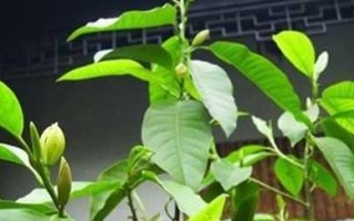 白兰花的栽种方法与技巧（打造优雅花园，一起来学习白兰花的种植技术吧！）