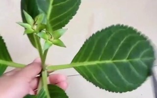 以芙蓉花的养殖技巧（浇水技巧与注意事项）