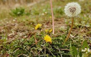 蒲公英花的神奇功效（探究蒲公英花在保健与美容方面的作用）