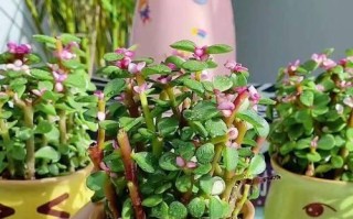 让卧室更舒适的盆栽推荐（15种适合放在卧室的绿色植物，打造健康舒适的生活环境）