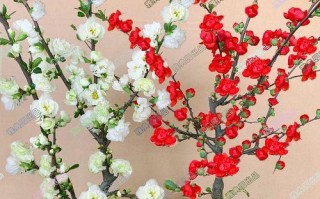 绿宝石的养护技巧（让绿宝石更加旺盛的养护方法）