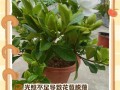 栀子花老了怎么办？保养小妙招让它再次绽放光彩（栀子花老化问题解决办法，延长栀子花的生命周期）