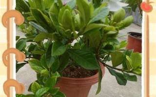 栀子花老了怎么办？保养小妙招让它再次绽放光彩（栀子花老化问题解决办法，延长栀子花的生命周期）