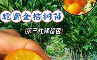 了解金桔的生长环境及特点（探究金桔的生存秘密）