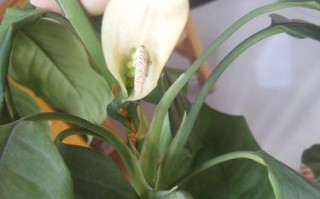 广东适合养什么花？（探索广东的花卉文化）