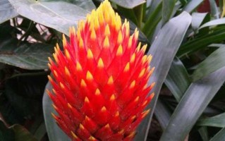 如何正确养护凤梨花（凤梨花养护方法及注意事项，打造繁花似锦的花园）