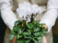 以仙客来怎么换盆，让您的植物焕发新生机（掌握换盆技巧，让植物健康成长）