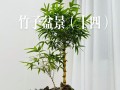 竹类花卉养殖全指南（打造绿意盎然的家居花园，快来学习竹类花卉的养殖技巧吧！）