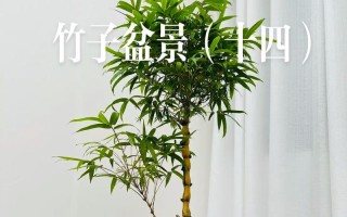 竹类花卉养殖全指南（打造绿意盎然的家居花园，快来学习竹类花卉的养殖技巧吧！）