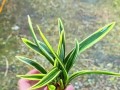 如何科学浇水金边兰（掌握浇水频率，让金边兰盛开无忧）
