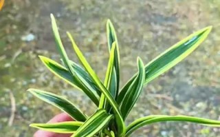如何科学浇水金边兰（掌握浇水频率，让金边兰盛开无忧）