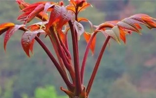 椿树和香椿树的区别（认识椿树和香椿树，防止植物误解）