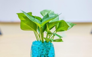 一帆风顺叶子有毒吗？——揭开谣言背后的真相（一帆风顺叶子的成分、功效、使用方法和注意事项）