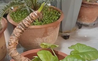 滴水观音怎么不长（探讨如何保持滴水观音长寿的技巧与方法）